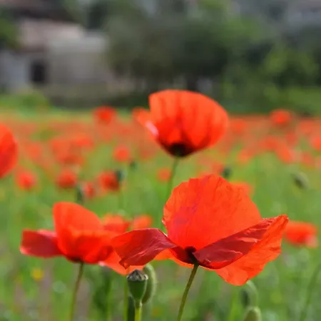 Casale Rufo * Sonnino