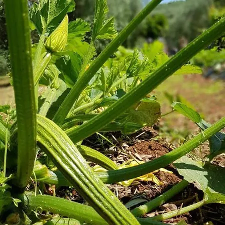 Casale Rufo Farm stay Sonnino