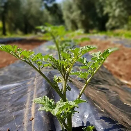 Casale Rufo *